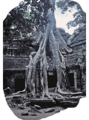 дерево с гигантскими корнями поверх древнего вида сооружений